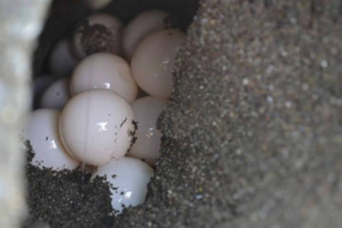 Night Turtle Nesting Tour from Tamarindo - What you may see on the sand