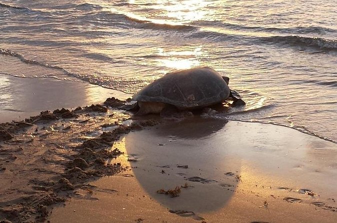 Night Turtle Nesting Tour from Tamarindo - The ethical question: close viewing and crowd behavior