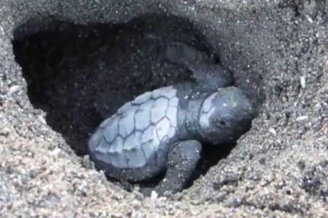 Night Turtle Nesting Tour from Tamarindo - Waiting in the dark is part of the price