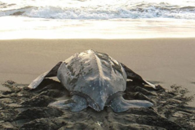 Night Turtle Nesting Tour from Tamarindo - Is $46.16 a fair price?