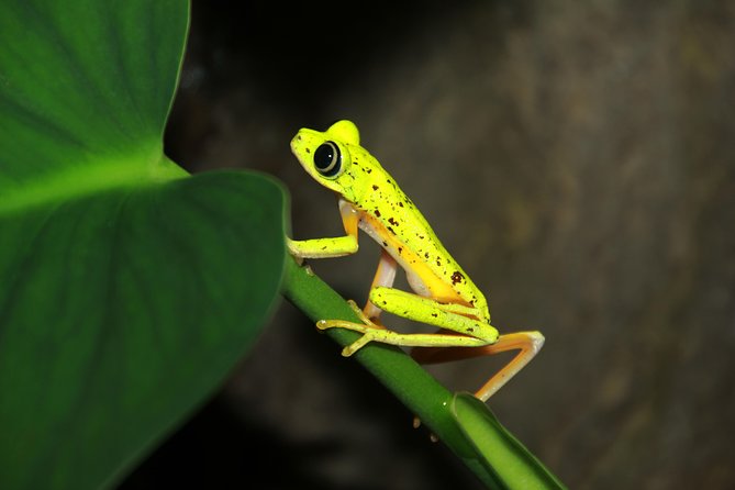 Night Walk Experience at Natura Eco Park, (frogs snakes mammals insects birds) - Key points to know before booking