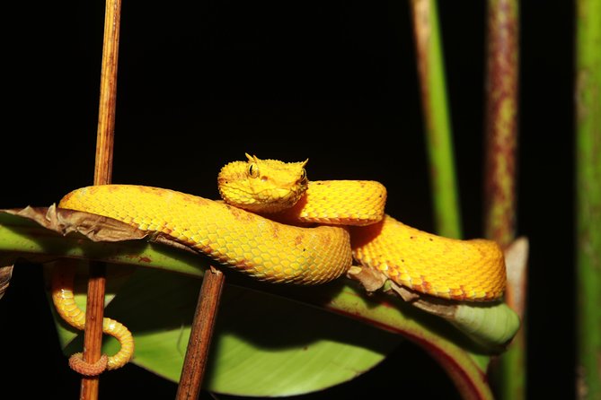 Night Walk Experience at Natura Eco Park, (frogs snakes mammals insects birds) - The two-hour route through Arenal Natura Eco Park