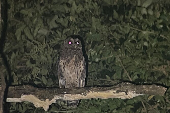 Night Walk Tour Monteverde - What the mixed experiences tell you