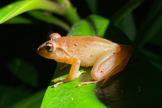 Night Walk Tour Monteverde - Who should book this night walk?