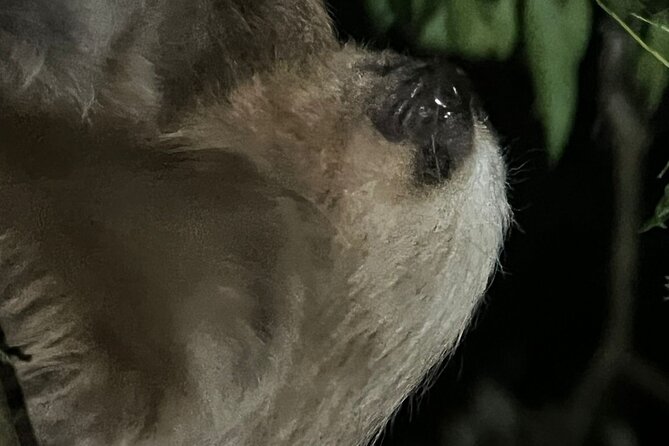 Night Walk Tour Monteverde - The animals you might find in the refuge