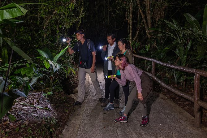 Nocturnal Walk in the Hanging Bridges - How the Guide Finds Wildlife