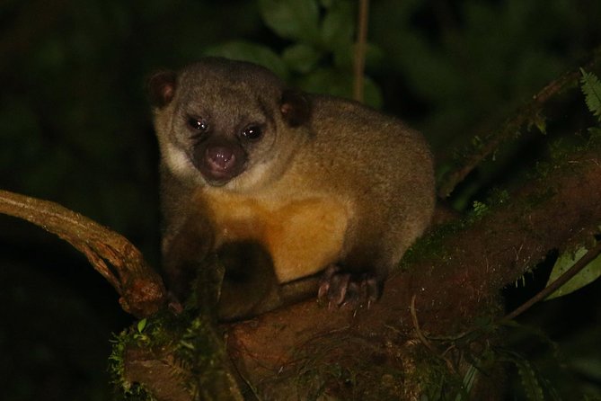 Nocturnal Walk in the Hanging Bridges - Is the $66 Price Worth It?