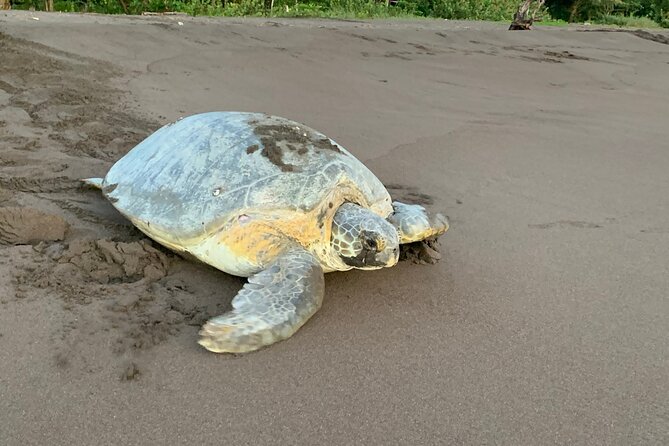 Observation of Turtles in their Natural Habitat in Tortuguero - Key points to know before you go