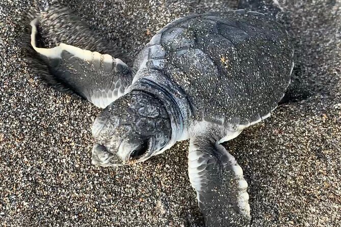 Observation of Turtles in their Natural Habitat in Tortuguero - Is the $40 price fair?