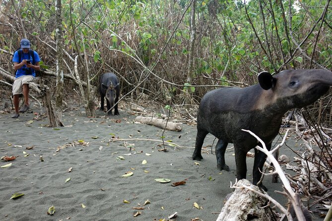 Pacheco Tours - 2 Days 1 Night in Corcovado Sirena From Drake Bay - Key points to know before you go