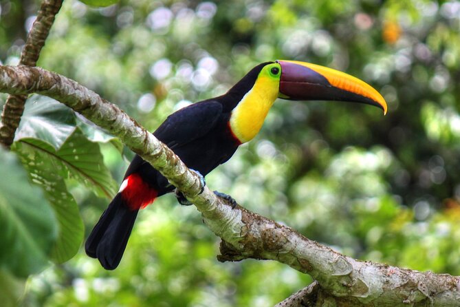 Pacheco Tours - 2 Days 1 Night in Corcovado Sirena From Drake Bay - The guides are central to the experience