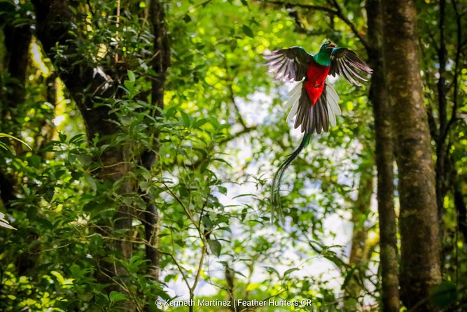Package | Monteverde Cloud Forest + Curi-Cancha Reserve + Night Hike (Private) - Monteverde Wildlife Refuge after dark