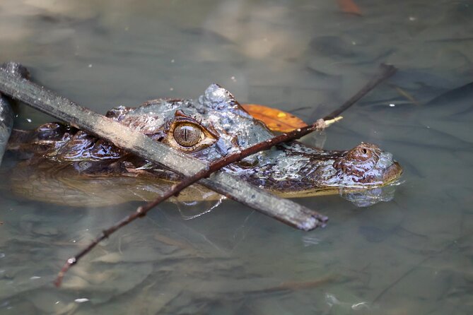 Paddle Through Paradise: Mangrove Kayak Adventure - Quiet paddling through Quepos mangroves