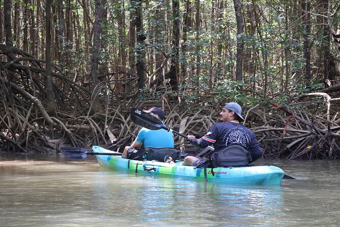 Paddle Through Paradise: Mangrove Kayak Adventure - Wildlife expectations without a staged show