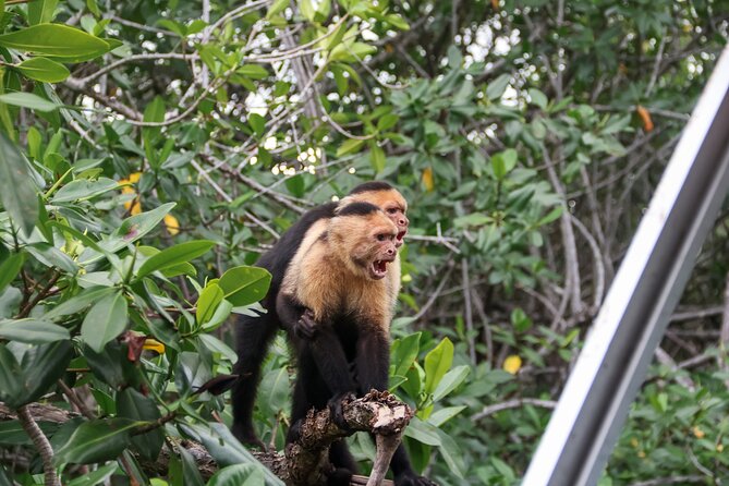 Paddle Through Paradise: Mangrove Kayak Adventure - Who should book this Quepos kayak trip?