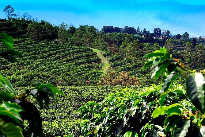 Poas Volcano + Coffee Plantations & La Paz Waterfall Gardens Trip from San Jose - Why this day trip works from San Jose