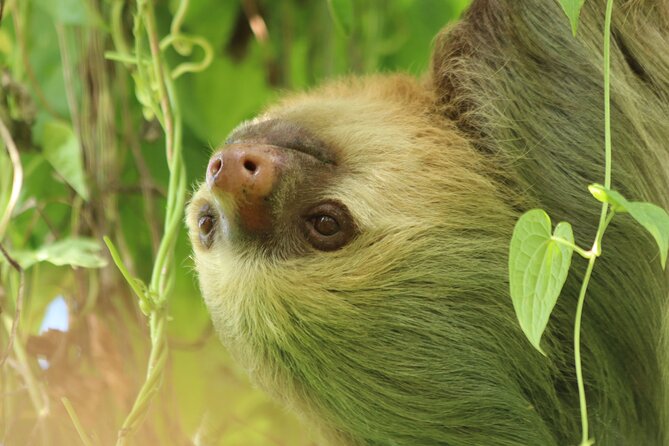 PRIVATE Guided Walk to the Monteverde Cloud Forest Preserve - Why a guide matters in Monteverde’s thick forest