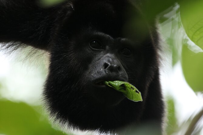 PRIVATE Guided Walk to the Monteverde Cloud Forest Preserve - Price, admission, and the real cost