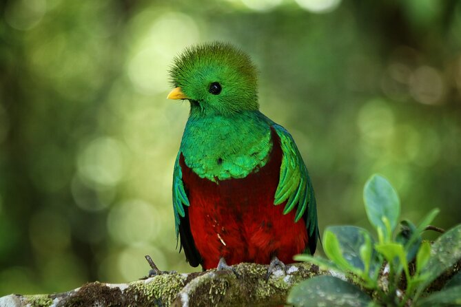 PRIVATE Guided Walk to the Monteverde Cloud Forest Preserve - Meeting point and transport details
