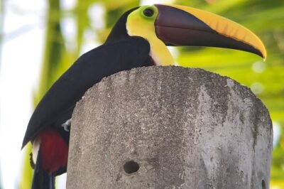 Private Guided Walking Tour in Hacienda Baru TICKET NOT included