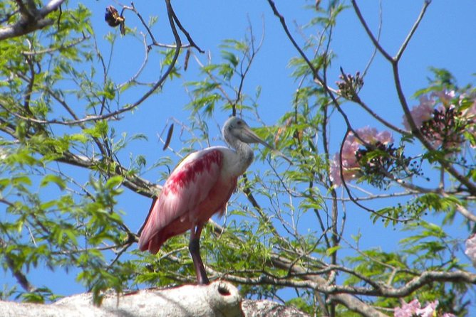 PRIVATE Palo Verde Boat Safari: Wildlife + Lunch Included - Why the private format matters