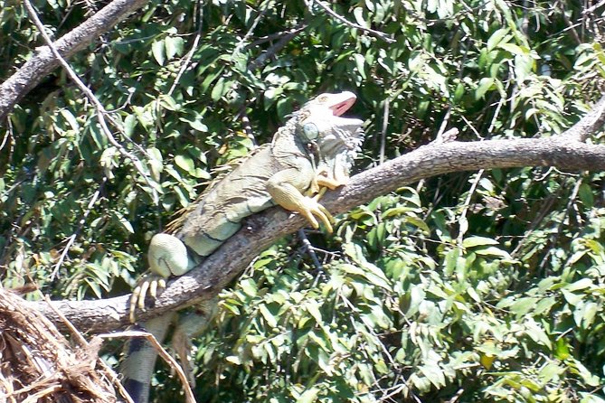 PRIVATE Palo Verde Boat Safari: Wildlife + Lunch Included - Is $190 per person a fair price?
