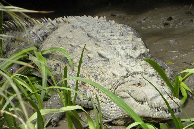 PRIVATE Palo Verde Boat Safari: Wildlife + Lunch Included - Who should book this Palo Verde safari?