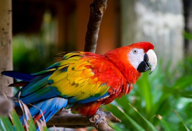 Puntarenas Shore Excursion: Rainforest Skywalk & Tarcoles River - Key points at a glance