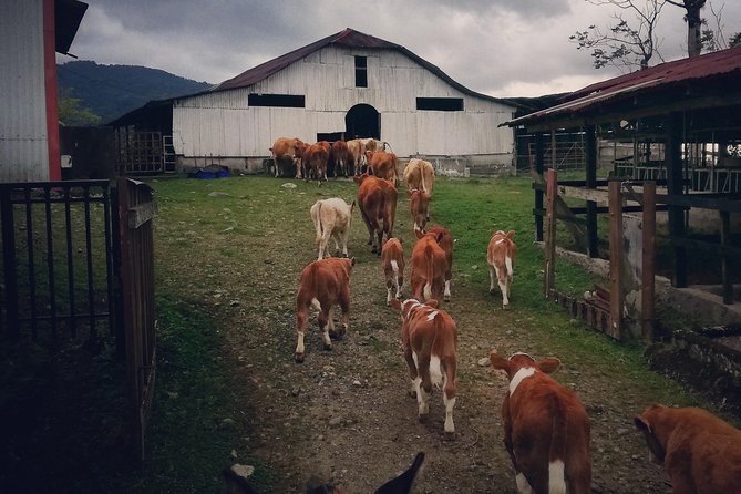 Queveri Horseback Riding Tours - Meeting the horses and starting at the paddocks