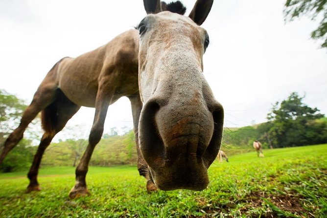 Rainforest Magic Horseback Riding Waterfall Tour Private Park Setting - Wildlife watching along the trail