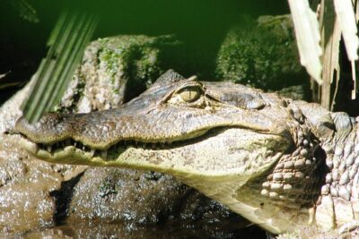Relaxing Canoe Tour in Tortuguero