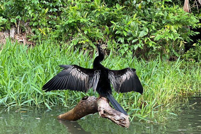 Relaxing Canoe Tour in Tortuguero - Wildlife watching without a noisy engine