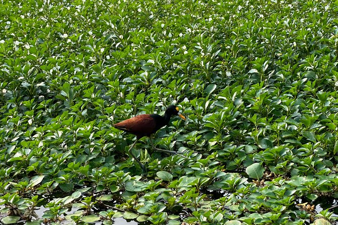 Relaxing Canoe Tour in Tortuguero - Is $30 a fair price?