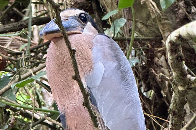 Relaxing Canoe Tour in Tortuguero - Who will enjoy this canoe tour most