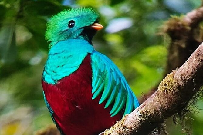 Resplendent Quetzal-Tucans- Tropical Birdwatching Tour Monteverde - Why dawn is the right time in Monteverde