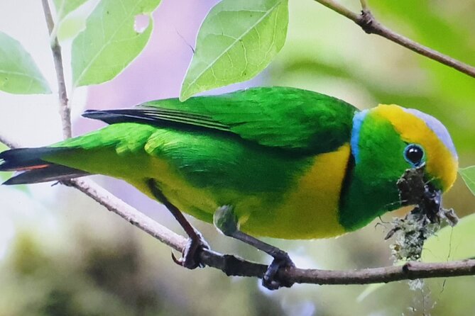 Resplendent Quetzal-Tucans- Tropical Birdwatching Tour Monteverde - What the guide adds