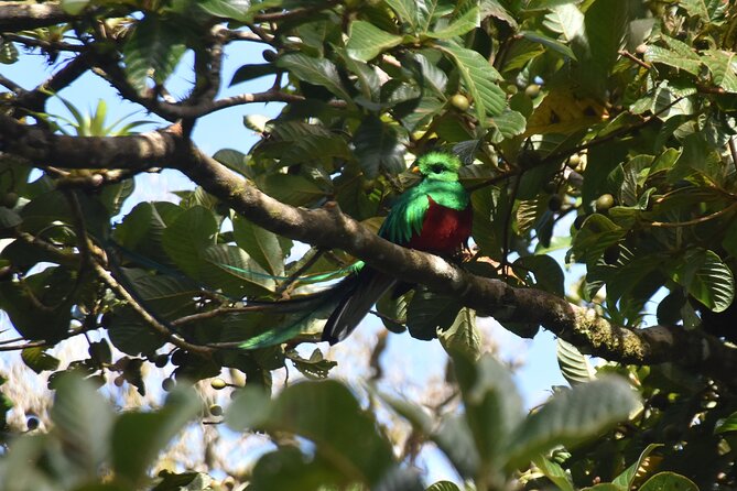 Resplendent Quetzal-Tucans- Tropical Birdwatching Tour Monteverde - Who should book this morning walk