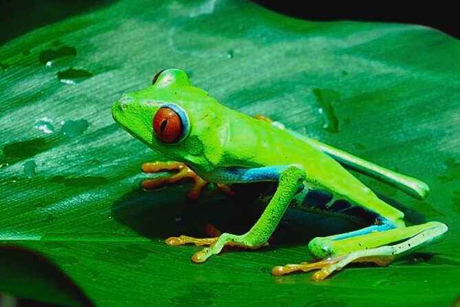 Rio Celeste Expedition – Sloths, Waterfalls & Nature's Magic - Tenorio Volcano National Park and the blue water of Rio Celeste