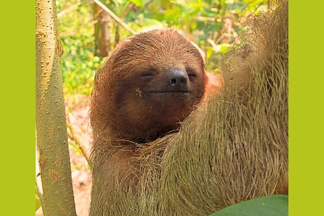 Rio Celeste Expedition – Sloths, Waterfalls & Nature's Magic - A traditional Costa Rican lunch to finish the active morning