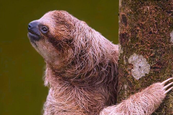 Rio Celeste Expedition – Sloths, Waterfalls & Nature's Magic - How much value do you get for $188?
