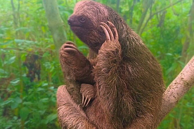 Rio Celeste Expedition – Sloths, Waterfalls & Nature's Magic - Llanos de Cortés: a waterfall with time to get wet