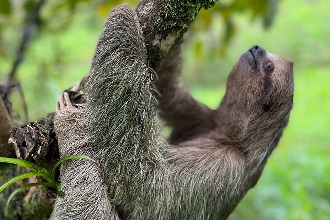 Rio Celeste Waterfall Plus Sloths and wildlife Sanctuary - The 6:30 am pickup from Tamarindo