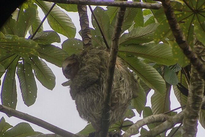 Searching for Peressos in Fortune - Searching for two kinds of sloth