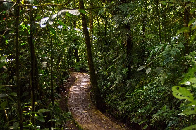 Selvatura Park Combo Tour From Monteverde - Lunch, add-ons, and the real final cost