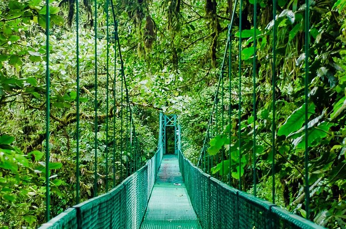 Selvatura Park Hanging Bridge Tour in Monteverde - Wildlife: choose your priorities