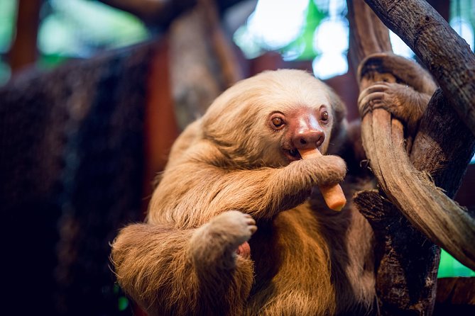Skip the Line:Day Ticket-La Paz Waterfall Gardens Nature Park & Wildlife Refuge - Five waterfalls, bridges, and a real workout
