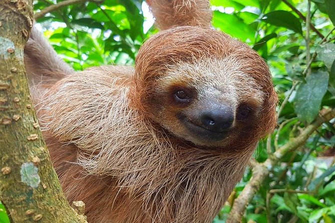 Sloth Discovery & Swim in Rio Celeste - The long road from Playa Hermosa to Bijagua