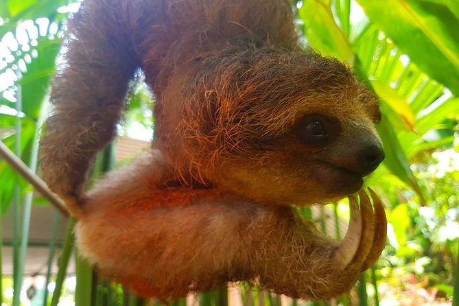 Sloth Discovery & Swim in Rio Celeste - Butterflies, snakes, and smaller side stops