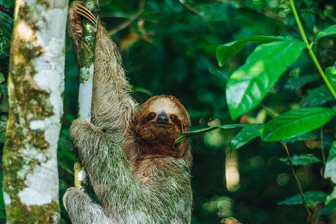 SLOTH PARK ADVENTURE La Fortuna - Key points to know before you book