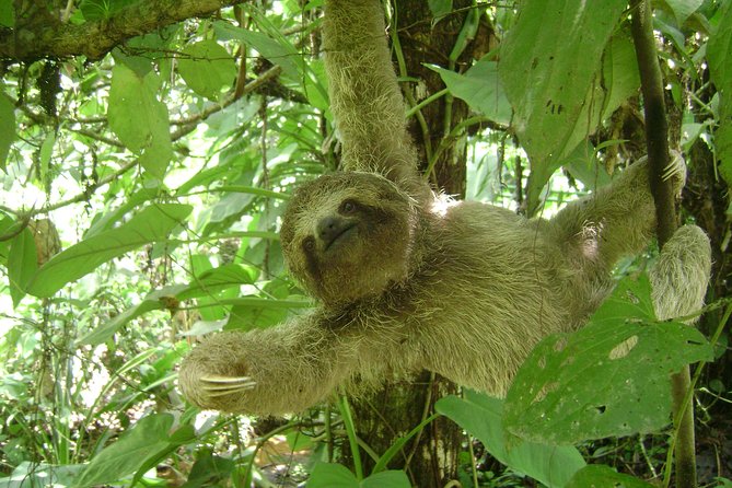 SLOTH PARK ADVENTURE La Fortuna - What the two-hour trail is really like
